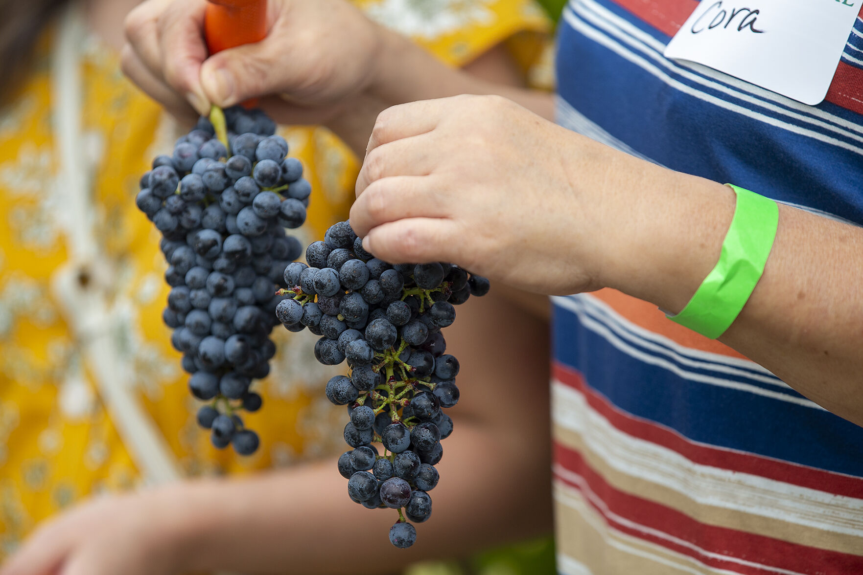 Grape harvest